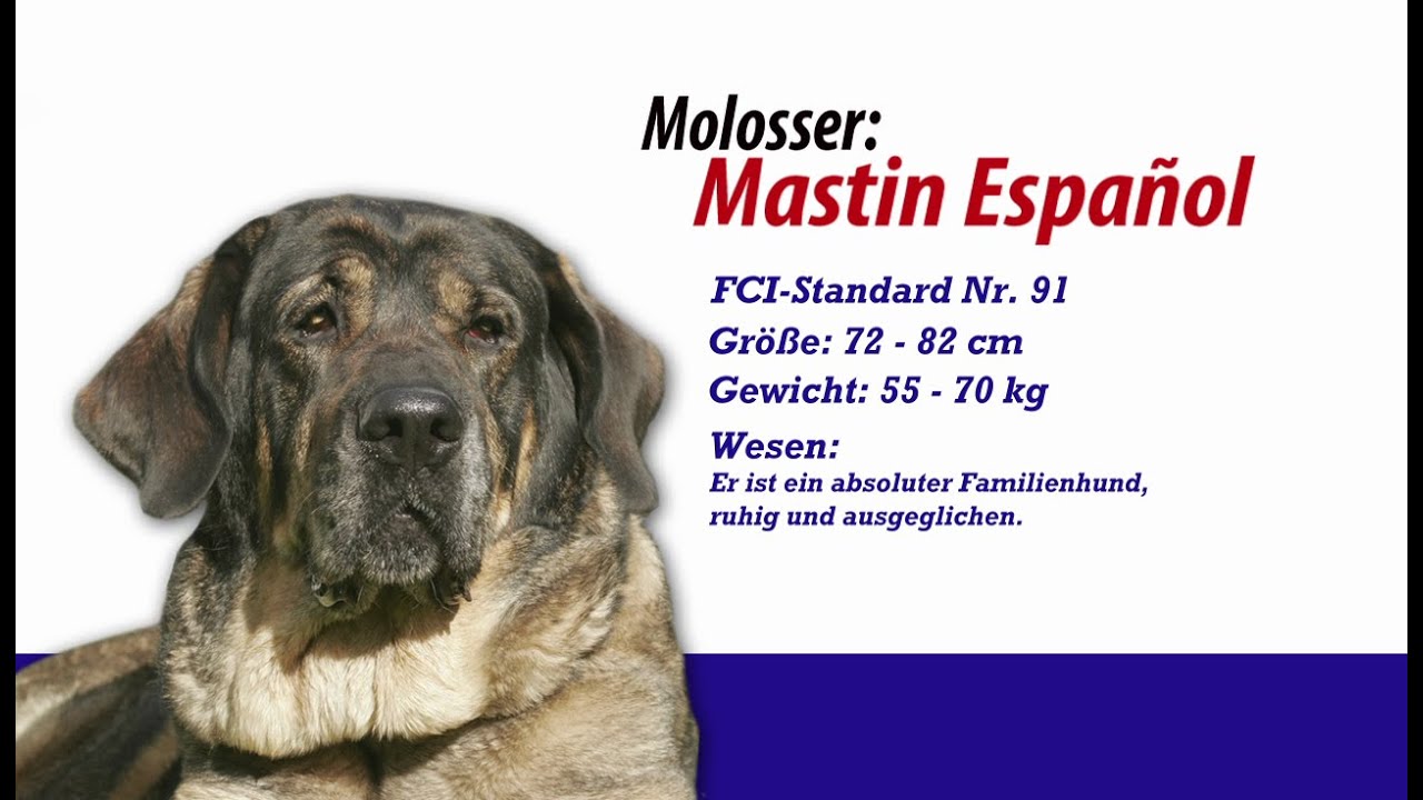 Meister Petz TV - Mastiff Espanol Molosser
