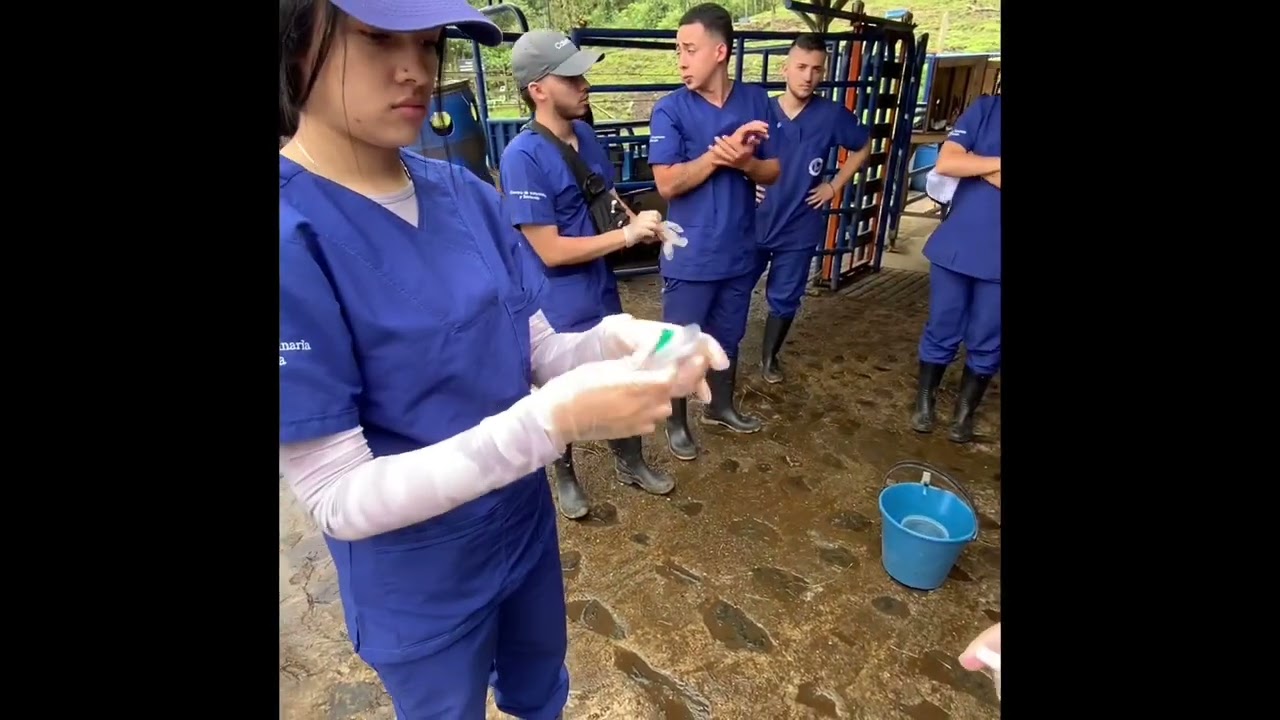 Sondaje urinario en Equinos Machos