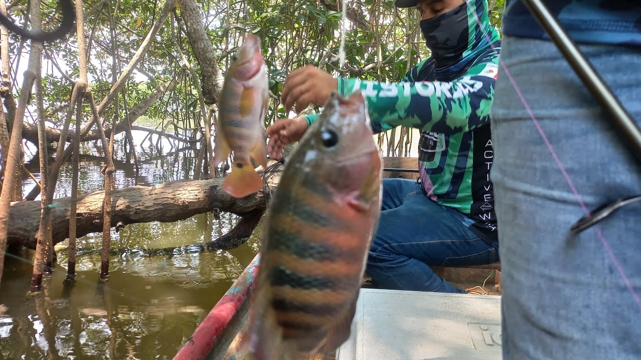 Pesca en Rio Blanco, Veracruz | Pesca de guapotes y Castarricas