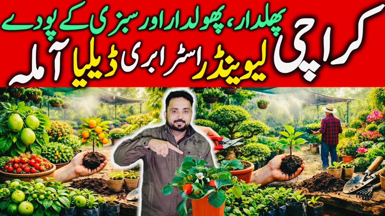 Karachi Nursery 🌱plants| Fruit🍎plant Nursery in Karachi | Best Home Gardening | Best Nursery tour