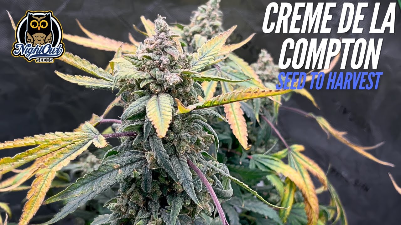 Autoflower Seed to Harvest Night Owl Seeds Creme De La Compton
