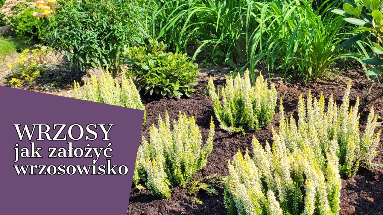 SADZĘ WRZOSY 🌿 JAK ZAŁOŻYĆ WRZOSOWISKO 🌿