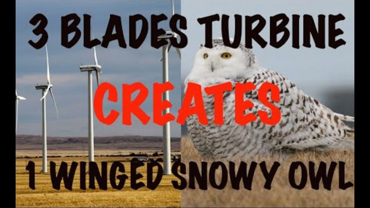 Snowy owl taxidermy.  WING GOT CUT OFF by a wind turbine. Art of Taxidermy.