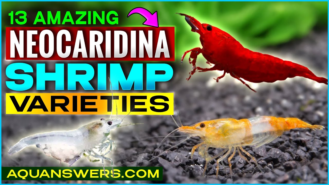 Вы захотите их все! 13 великолепных видов креветок Neocaridina