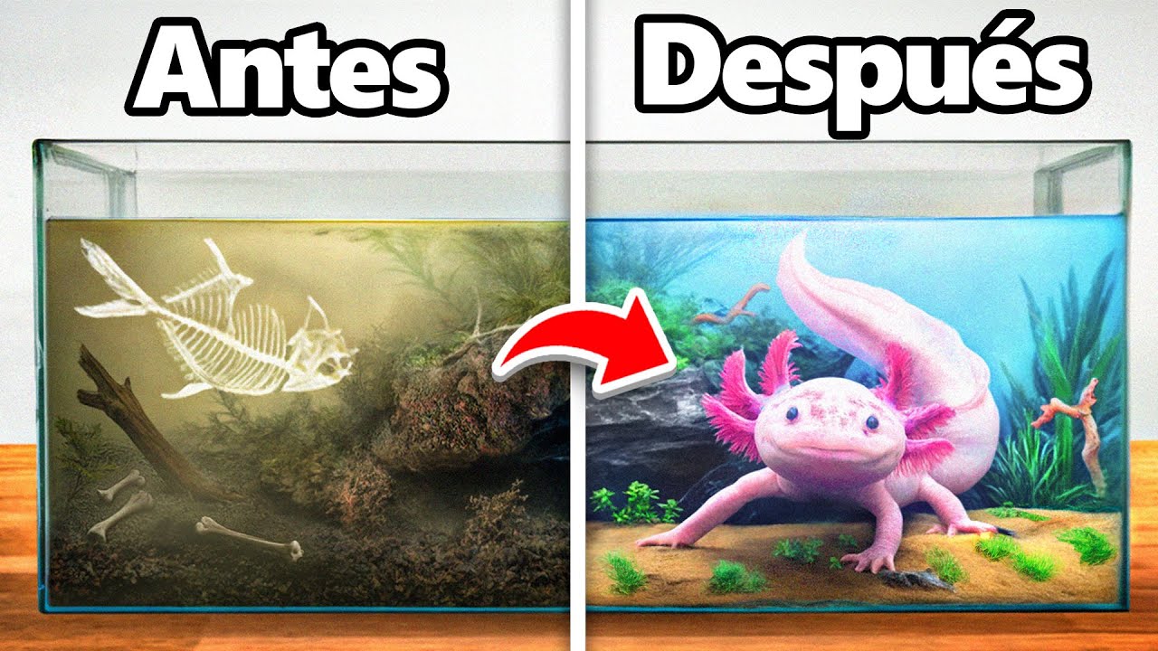 Transform&eacute; un Hogar de Ajolote Abandonado
