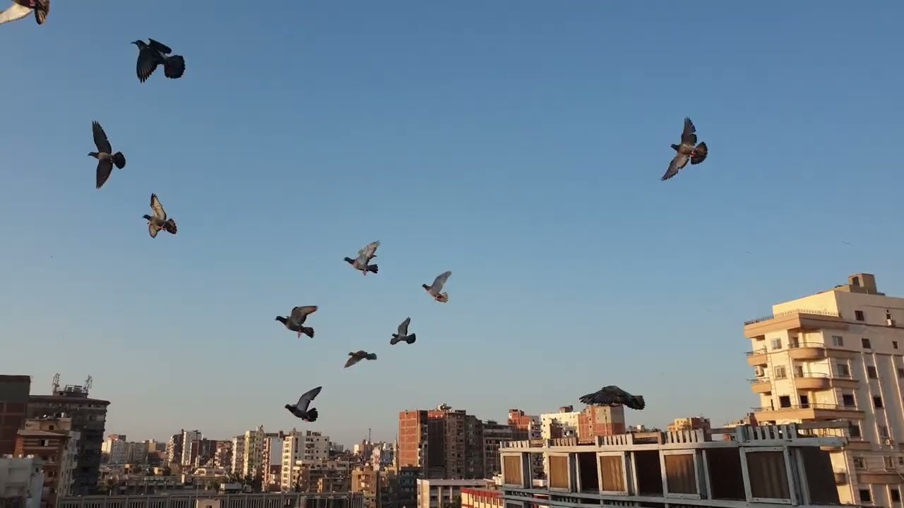 المتعة والراحة النفسية مع الزاجل