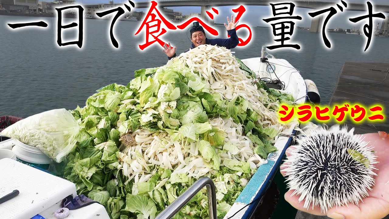 【ウニ養殖】船いっぱいの廃棄野菜を一日で食べる！ウニの驚きの生態！