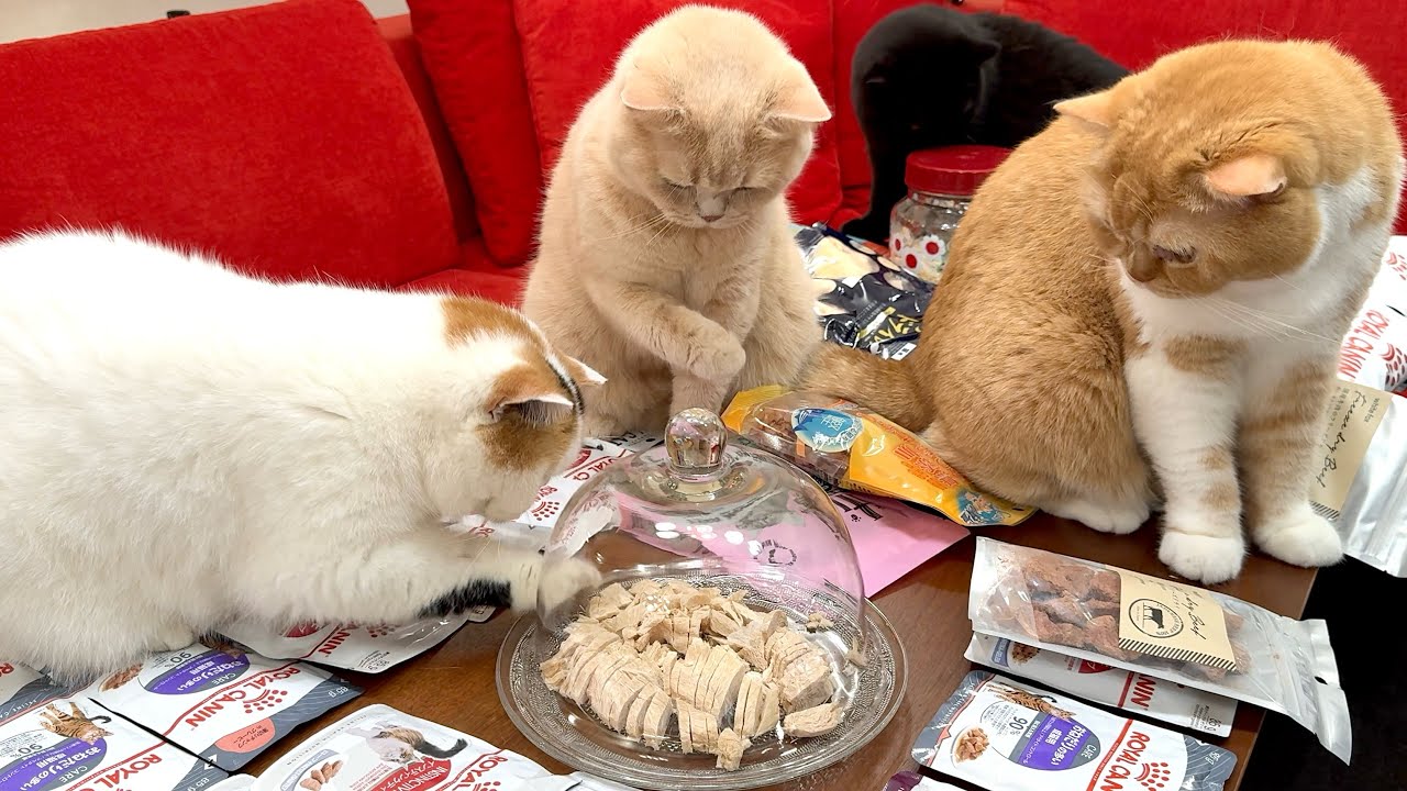 【食べ放題】無職の息子が奮発して2万円分のごちそうを購入！テーブルいっぱいに並べられたごちそうに猫たちが大興奮！