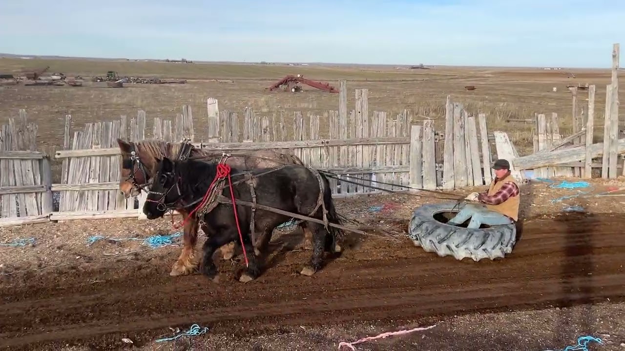 Another great day dragging tires and making horses sweat. 