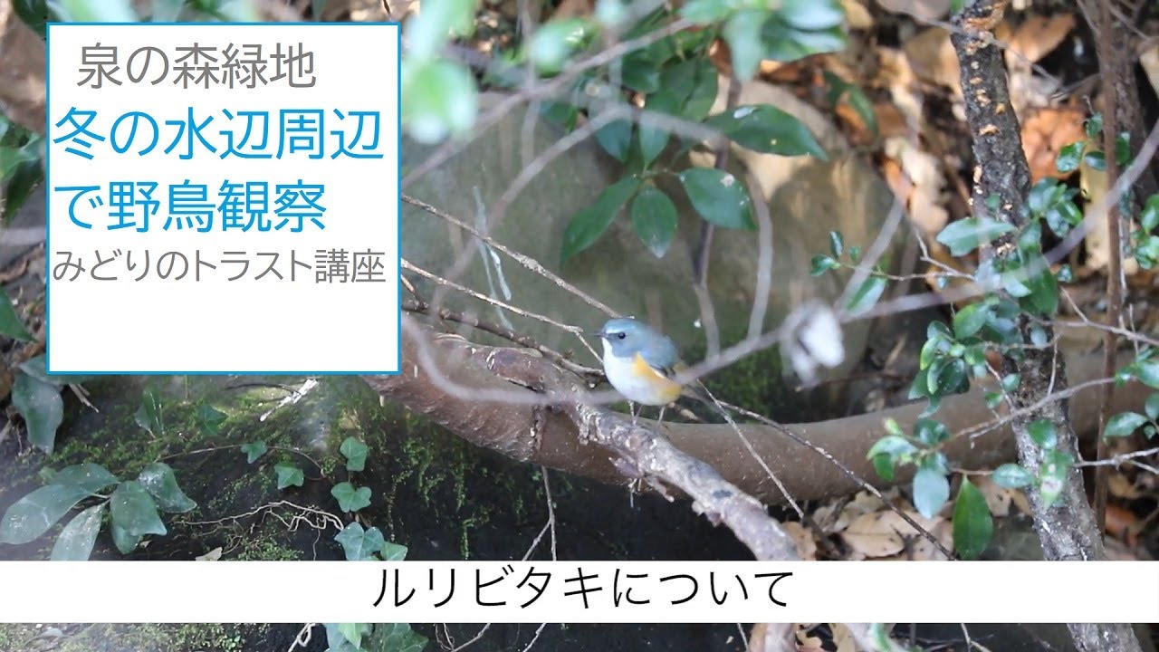 泉の森緑地・冬の水辺周辺で野鳥観察 【後編】～みどりのトラスト講座５～