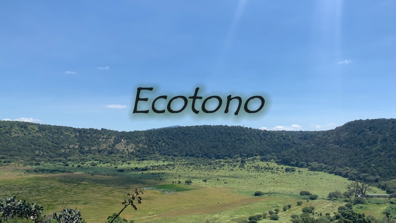 Ecotono - El lugar donde el bosque se convierte en desierto -