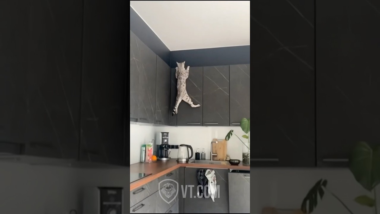 Cat&rsquo;s Epic Mouse Hunt Ends in Total Disaster 🐱💥🧀