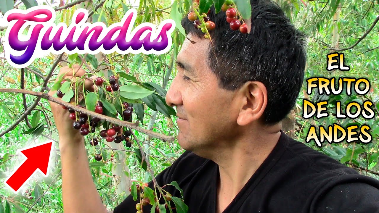 GUINDAS, el FRUTO de los ANDES | Vlog en Mantaro 2025