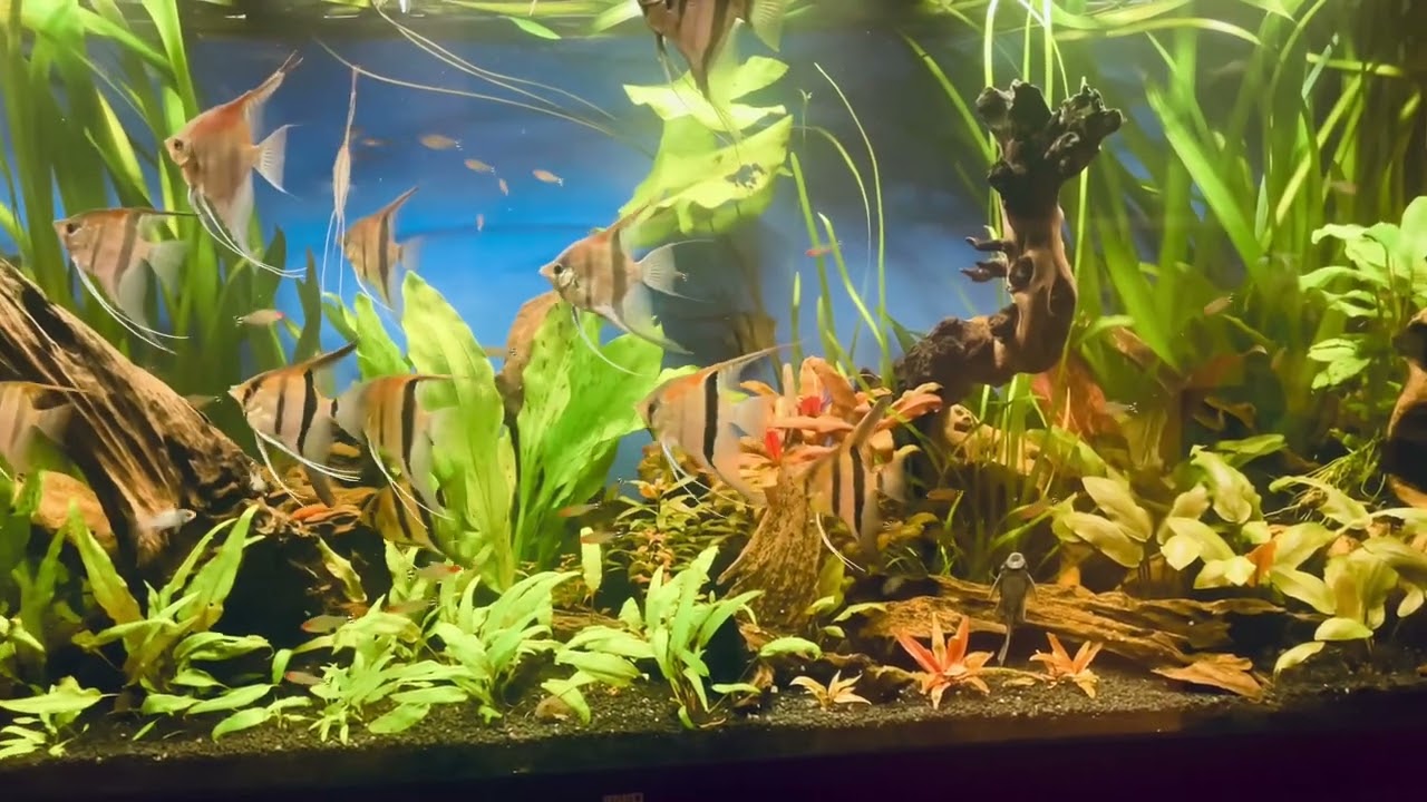 Incanto dei Manacapuru: La magia dei miei scalari in acquario!