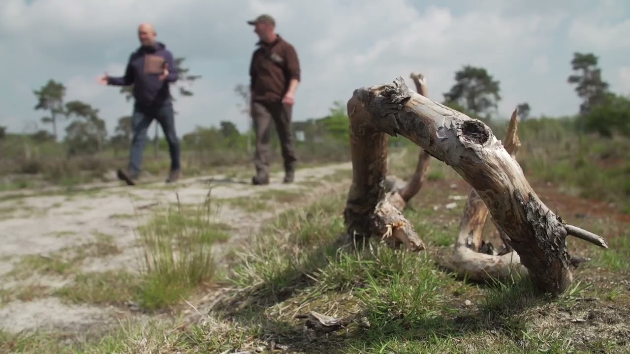 De afwisselende natuur van het Weerterbos | Natuur en Zo