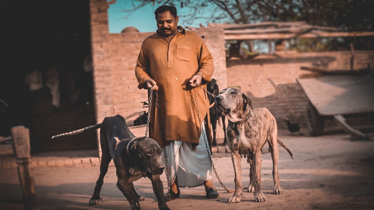 Top Class Bloodline Bully Kutta || Top Class Pakistani Bully Kutta Pair - Pet Guru