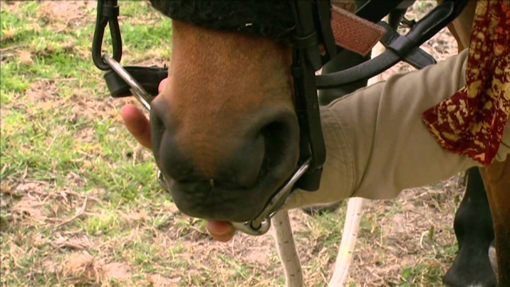Как обуздать трудную лошадь - Horse Talk TV
