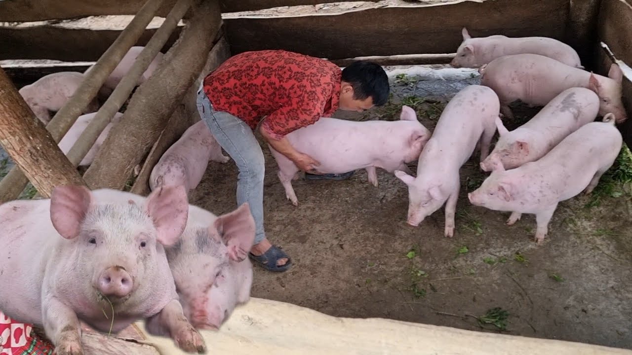 Customers come to buy pigs. Lẻng Bạch Đích