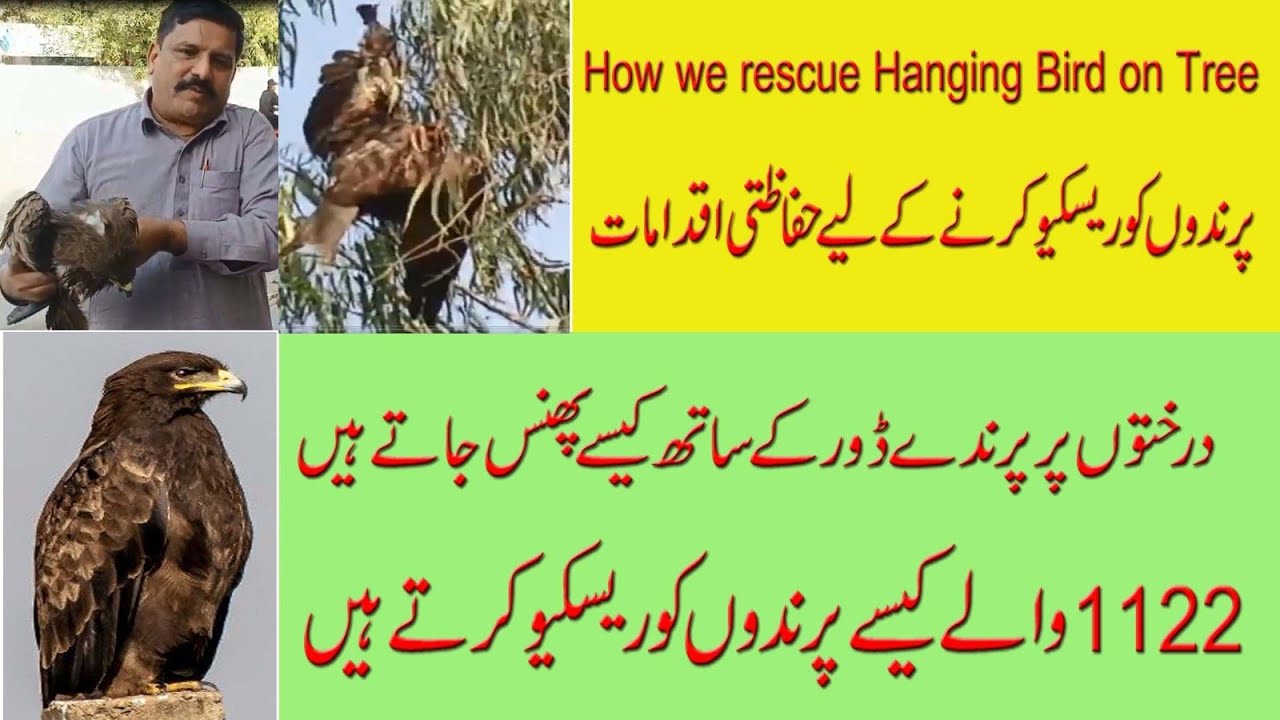 Rescue the cheel / Eagle bird Rescue from Tree/ Town ship Rescuer 