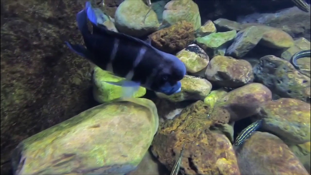 Tanganyika Aquarium Zaragoza Cyphotilapia Frontosa Tropheus Leleupi Julidochromis