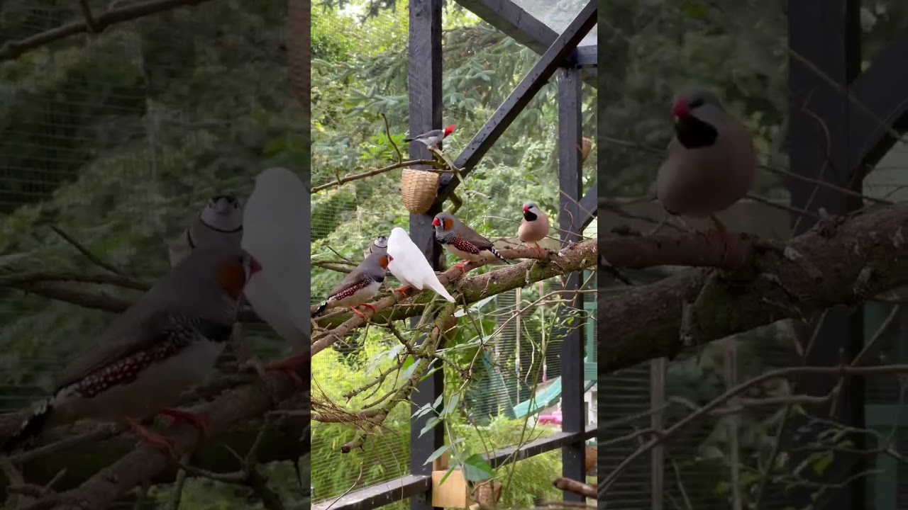 Large Outdoor Finches Aviary