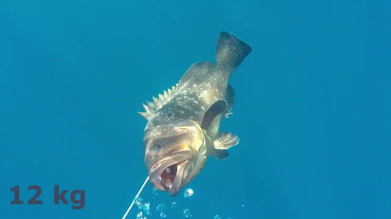 Gros mérou /spearfishing grouper