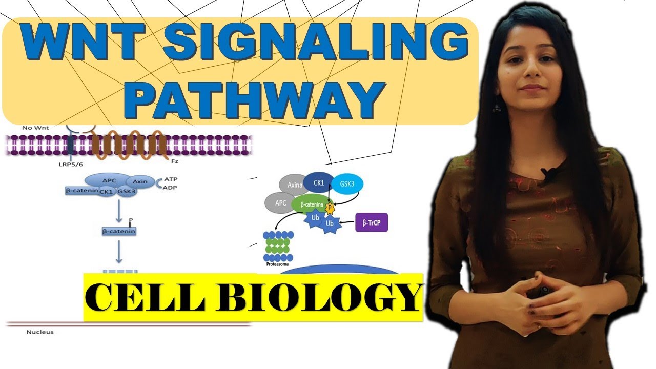 Wnt/β-catenin signaling pathway|APC mutation|Role in Cancer|Beta catenin|Destruction complex|wingles