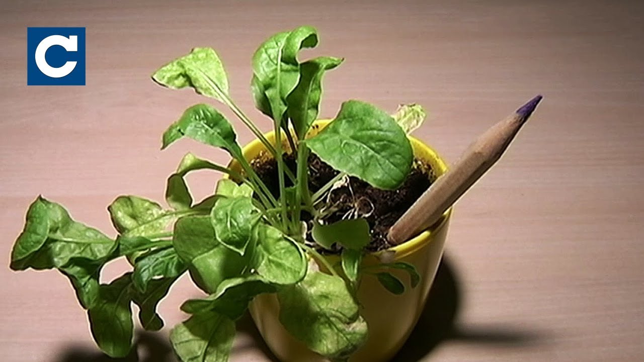 Как из карандашей вырастить овощи