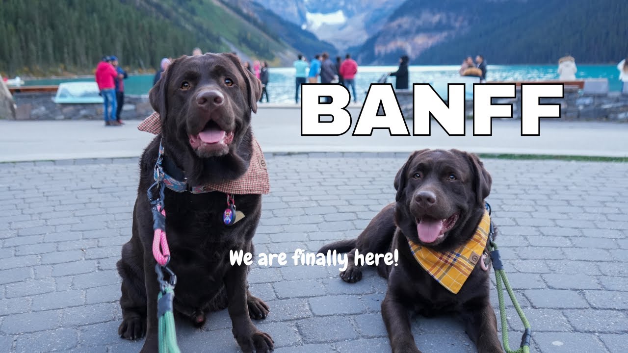 My Dogs Visit Banff National Park Canada