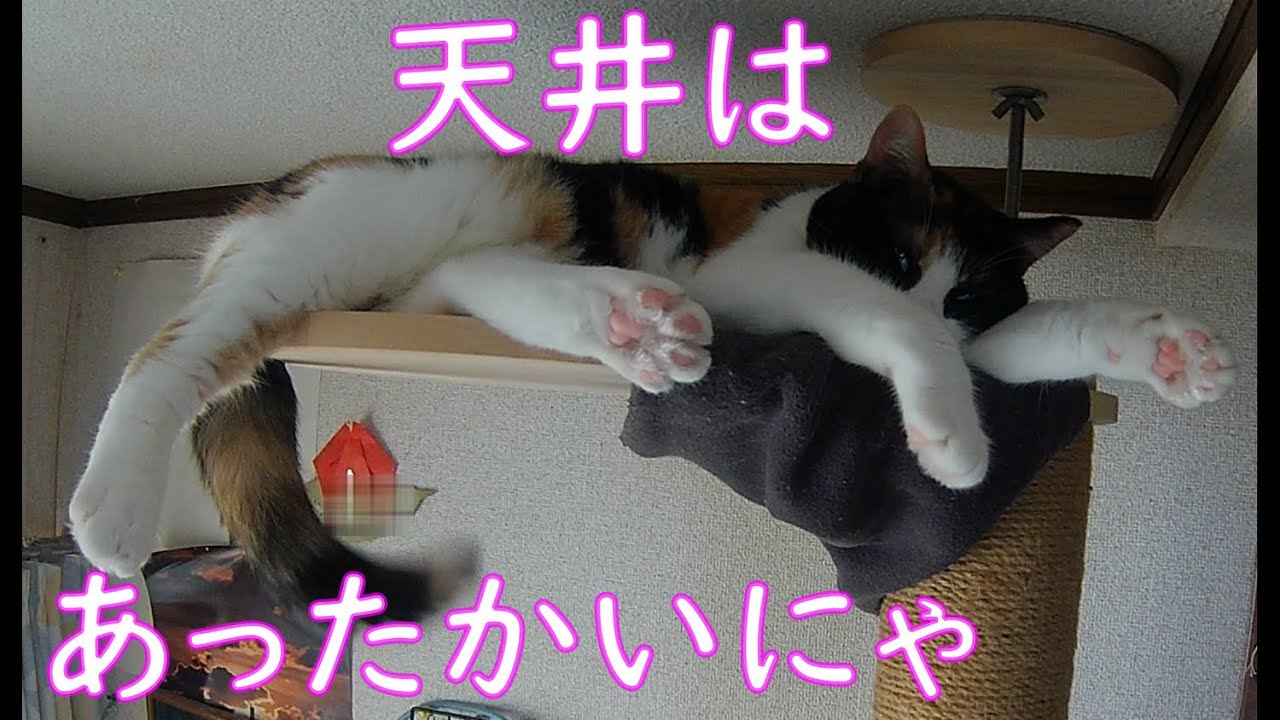 【保護猫】冬は暖かいとことで寝るに限る、天井はあったかいにゃ！