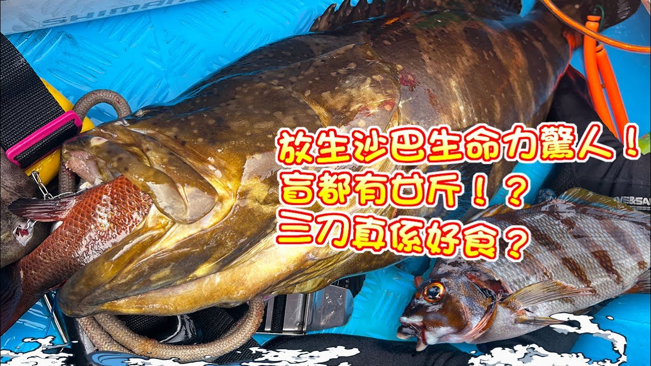 【漁人推介】香港水域 阿火帶大家出海捉魚，放生沙巴龍躉生命力驚人，盲眼都養到廿十斤？今年三刀特別多，即蒸三刀真的好味？Catch and Cook Seafood