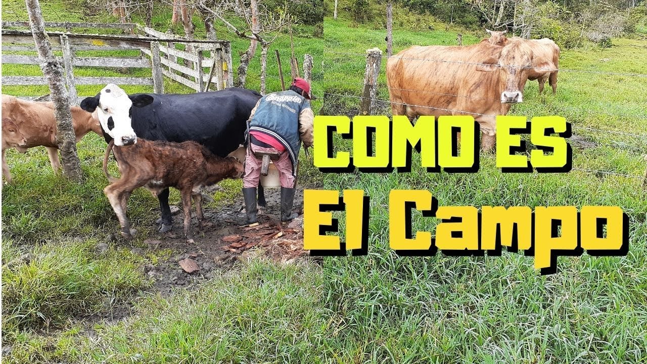 ЖИЗНЬ в СТРАНЕ // Настоящая ЖИЗНЬ в СТРАНЕ 🐄