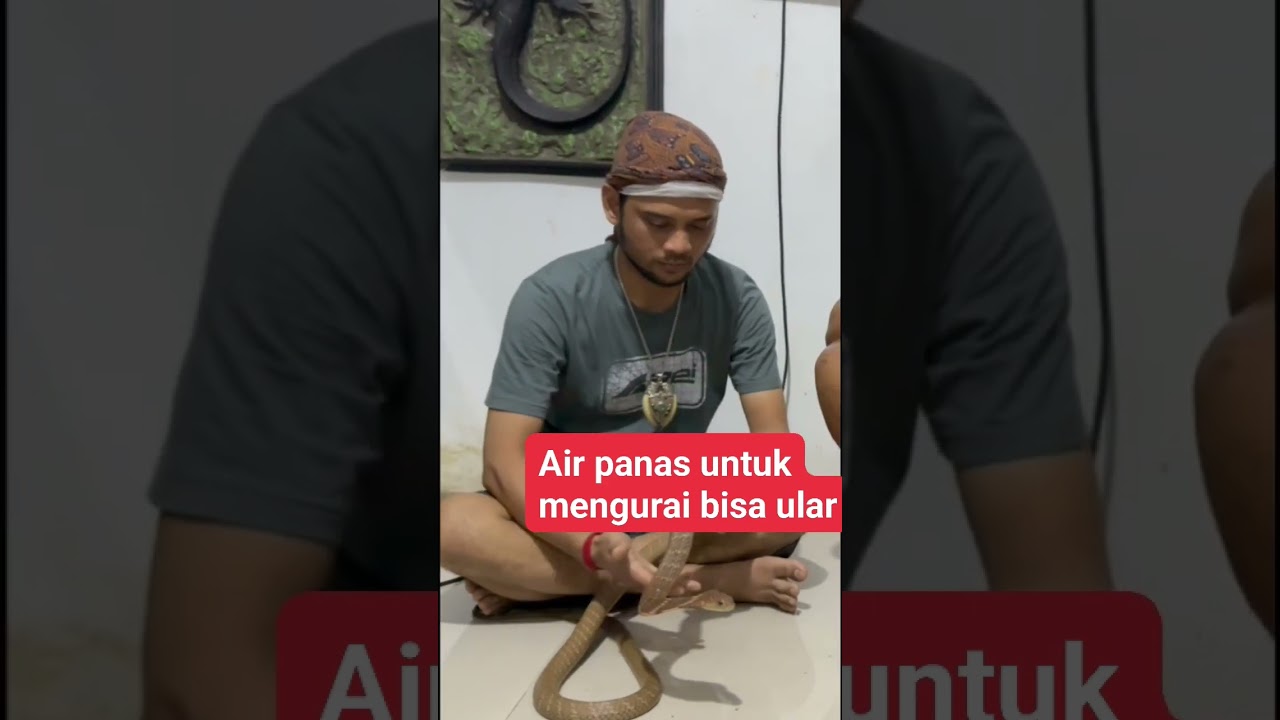 Penanganan Pertama saat tergigit ular berbisa #herugundul #trending #shorts #gigitanular #viral