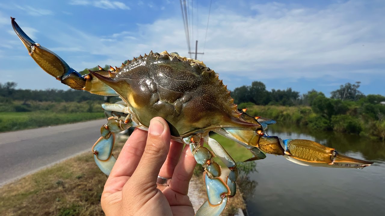 Loading Up On Crabs in a ROADSIDE DITCH (Blue Crab Catch and Cook)