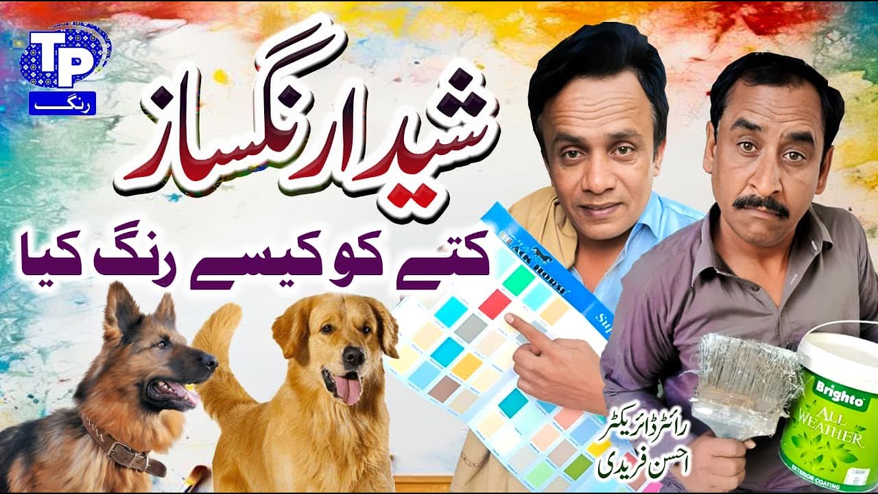 Sheda rangsaz | Saraiki Funny Drama | Akbar Jalali | TP RANG