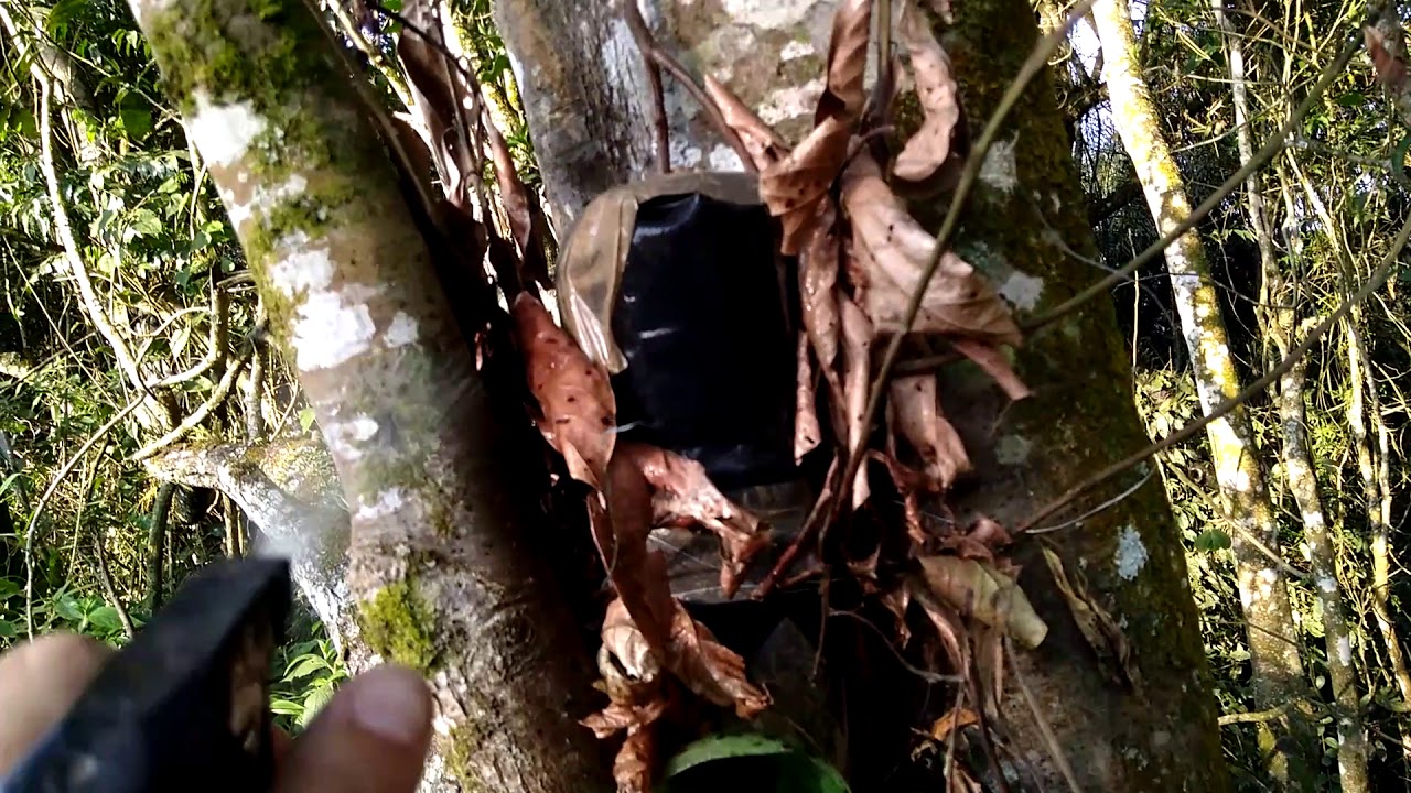 Captura de Mandaçaia MQA 🐝 Alto Tietê, temporada 2018