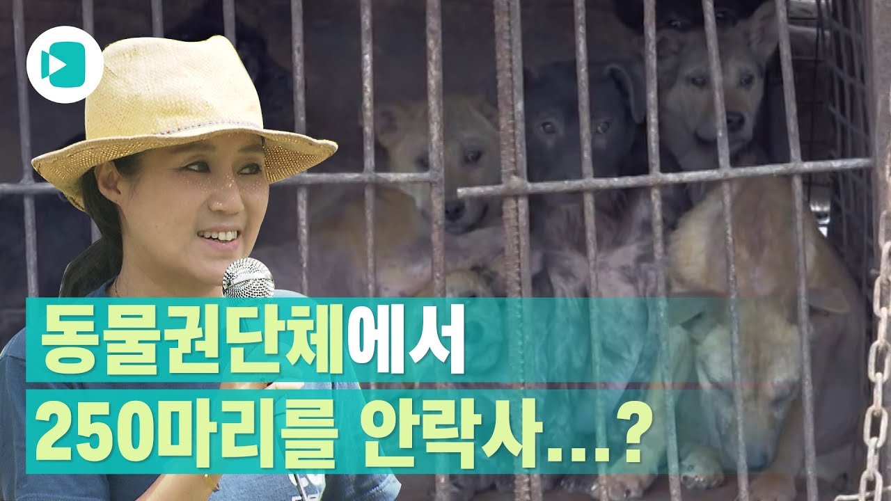 국내 최대 동물권단체에서 안락사를요? /비디오머그