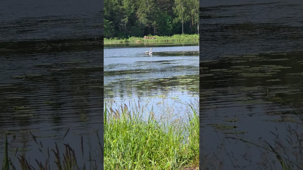 SPIRIT ANIMAL 🦢🦢 
