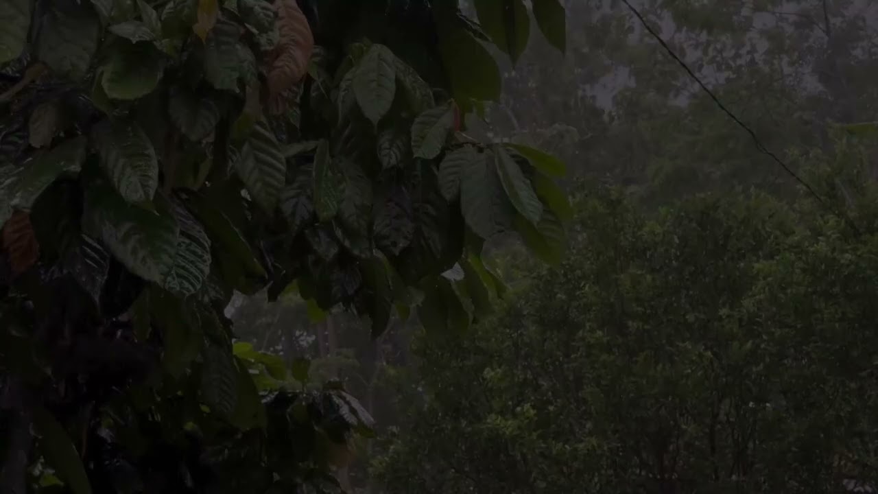 Gentle Rain in Forest for Deep Sleep, Relax & Study │ Natural Rain Sounds and Calm Ambience