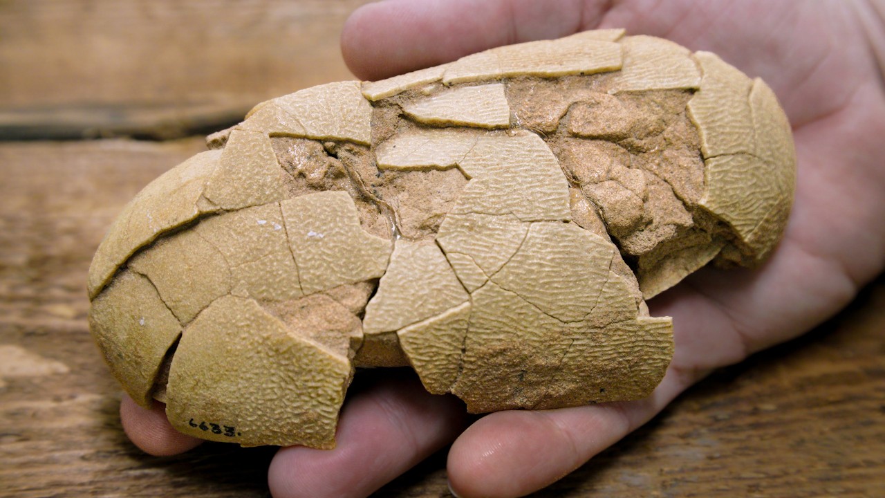 Dinosaur eggs 101