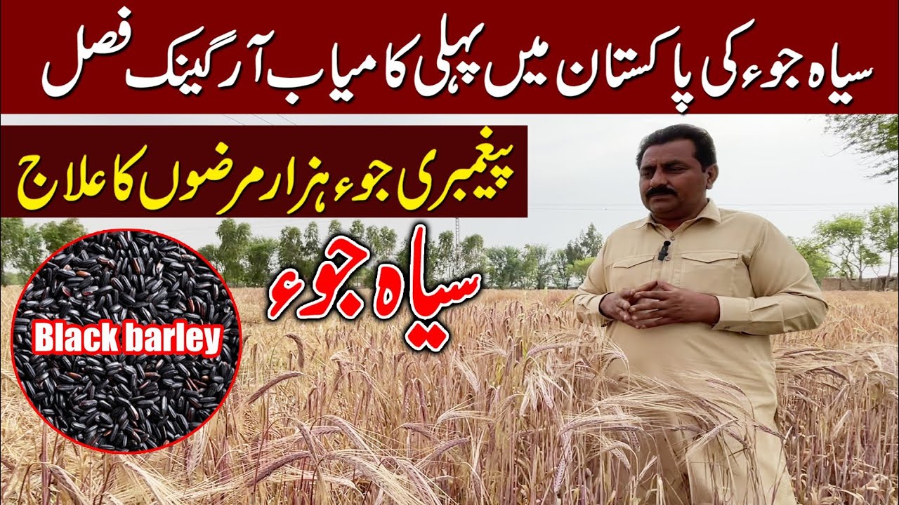 black barley farming in Pakistan | jo farming | black barley verbal medicine crop | kale jo seed
