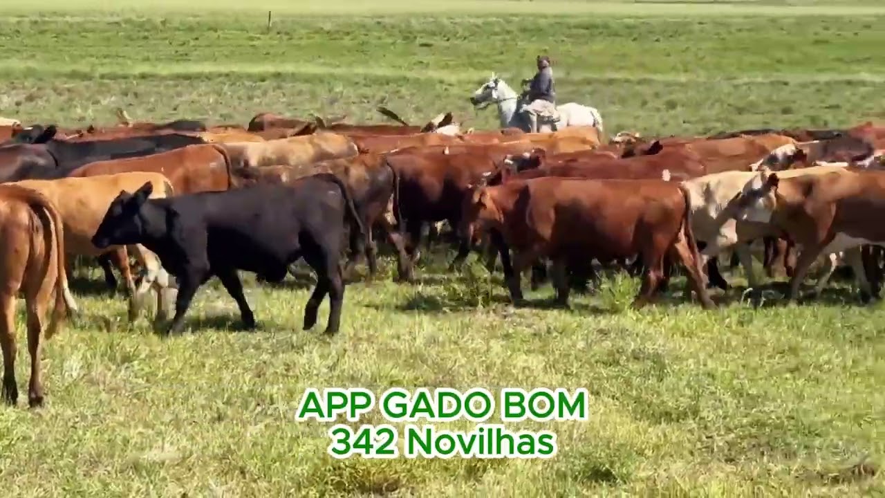 342 Novilhas