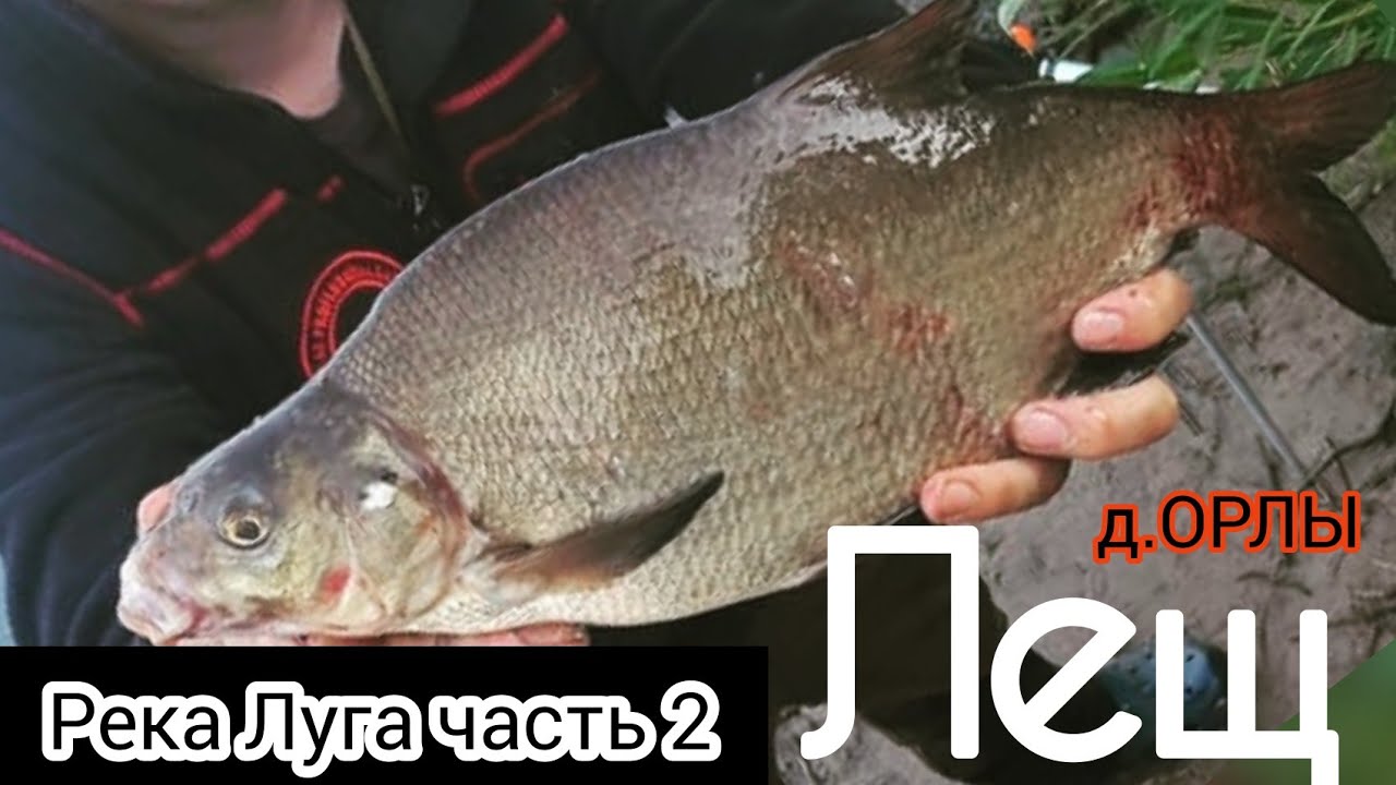 р.Луга ч.2, ЛЕЩ 9КГ -д.Орлы