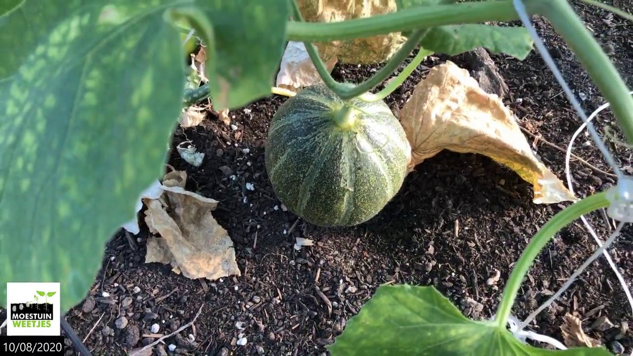 TM20#18 : Een rondje moestuin in de hitte