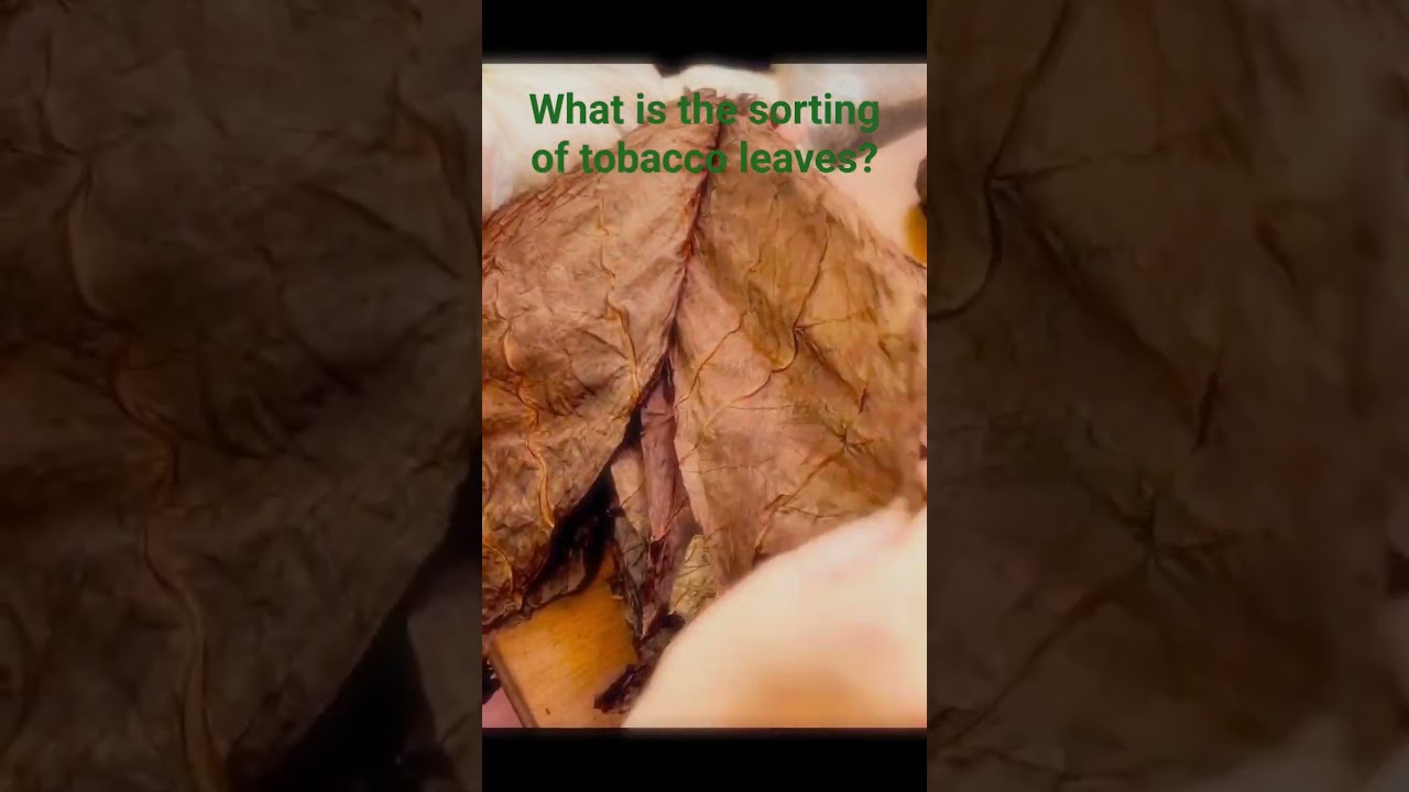 What is the sorting of tobacco leaves? #reelsfb #leafs #my #rolling #cigarsdaily #knowledge #share