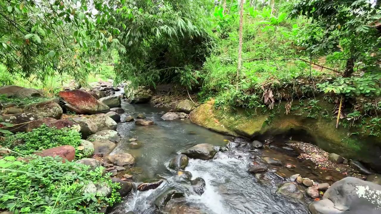 Clear Jungle Stream Flow Over Natural Stones | Relaxing Tropical River Ambience with Water Sounds