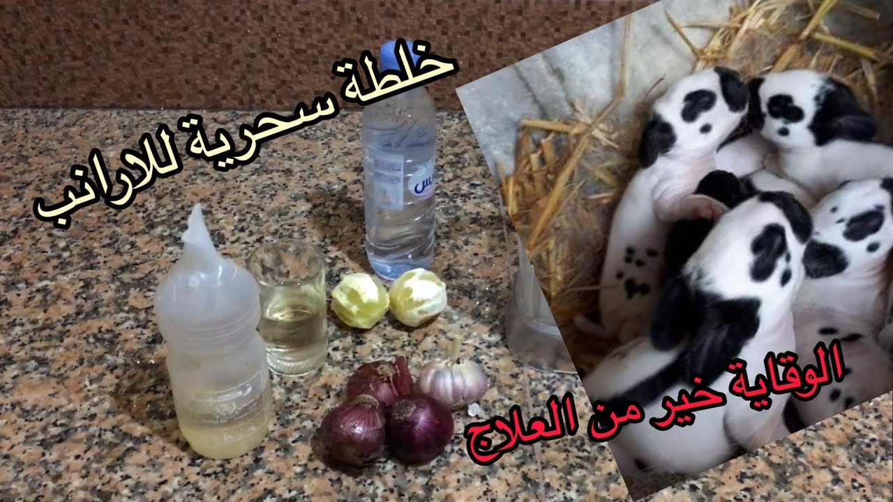 وصفة سحرية للأرانب طبيعية 💯 للوقاية من كل الأمراض بمكونات بسيطة