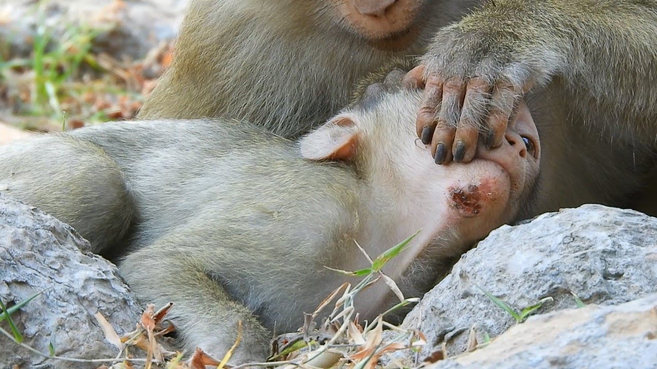 Mom Monkey Rose Checking Baby Rex 's Wound On Chane His Papa Also Come To Close