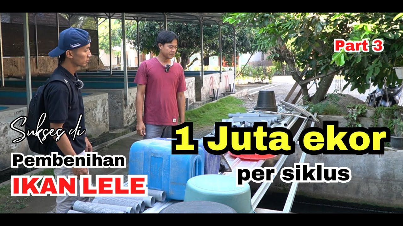 Muda dan Berjaya, Rupiah Melimpah dari Jutaan Benih Lele | Kisah Inspiratif Mas Eko part-3