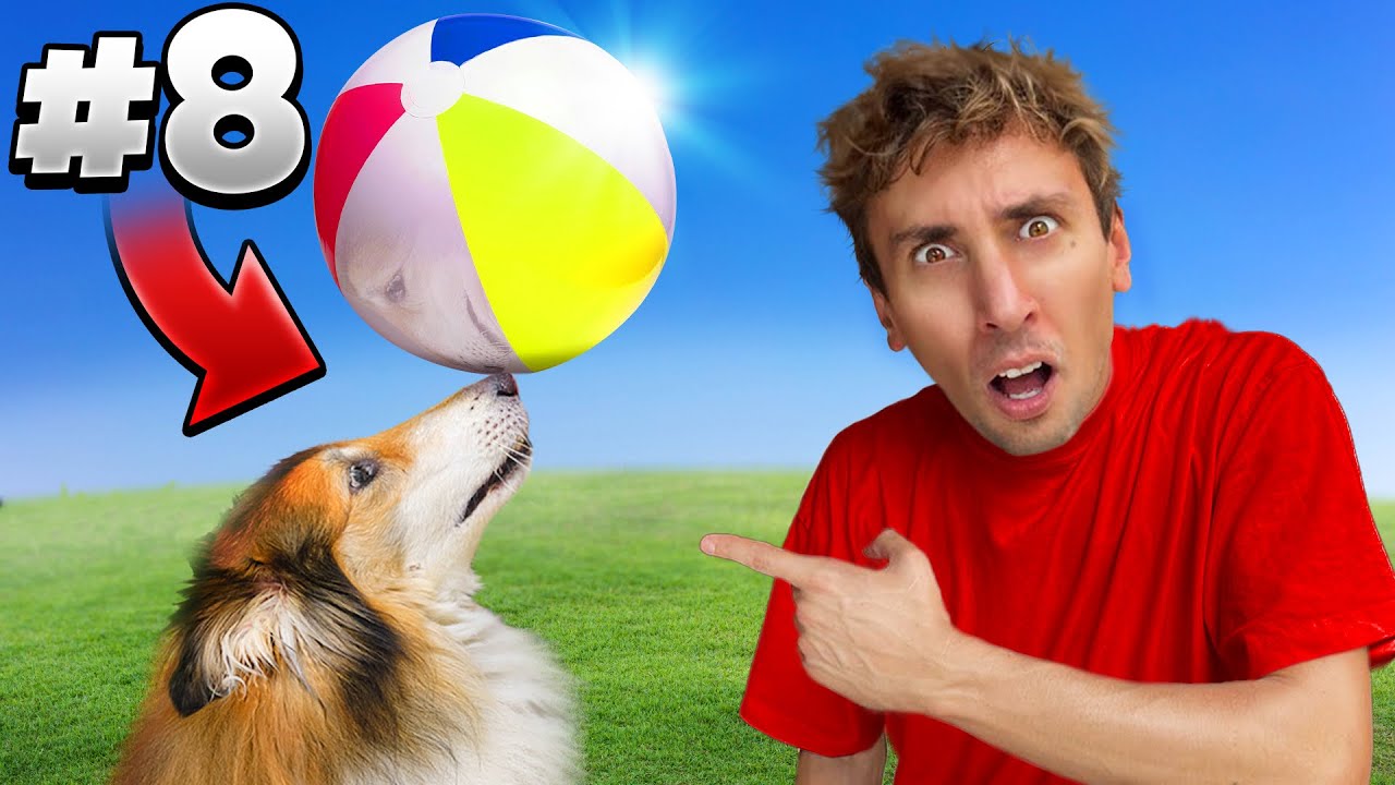 I MIEI CANI APPRENDONO 9 SKILLS IN UN GIORNO *quasi